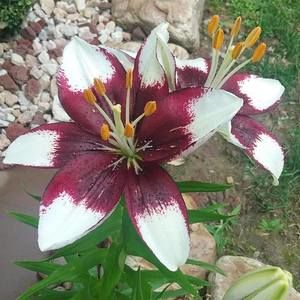 Meet your Posher, Loretta